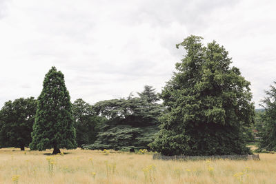 Trees growing on field against sky