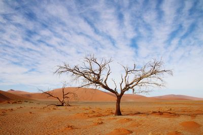 Bare tree in desert against sky