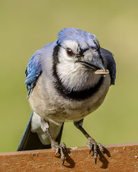 Close-up of blue jay perching on wood