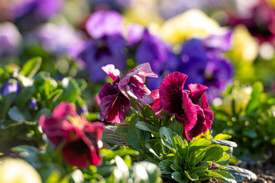 Flower bed with colorful pansies in the spring morning sun, close-up, selective focus