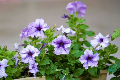 Close-up of purple flowers blooming outdoors