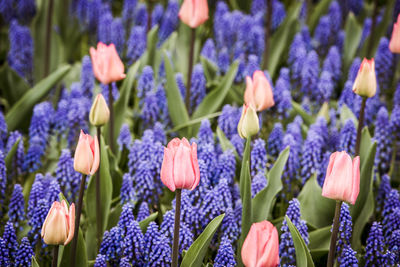 Close-up of lavender flowers in field