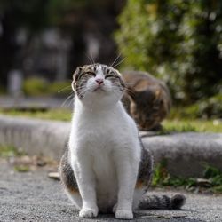 Close-up of a cat looking away