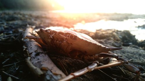 Close-up of crab on beach against sky during sunset