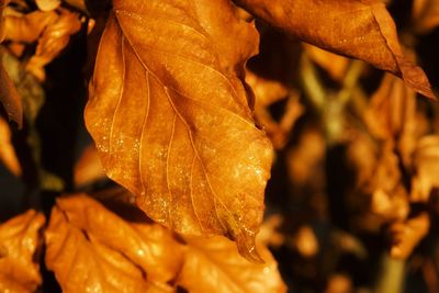 Close-up of dried maple leaves