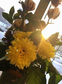 Low angle view of yellow flower tree