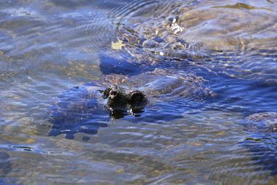 High angle view of turtle swimming in sea