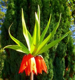 Close-up of red flowering plant