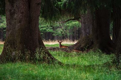 Trees in forest