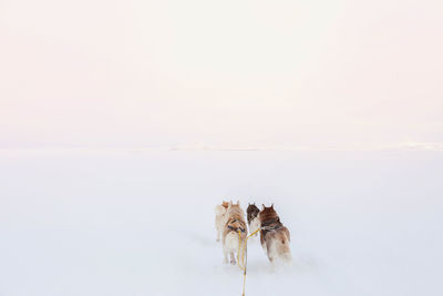Dogs on snow against sky