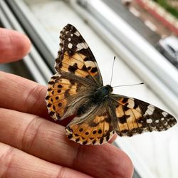 Close-up of butterfly on hand