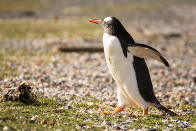 Close-up of penguin on grass