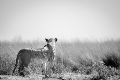 Horse standing in a field