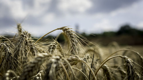 Close-up of crops on field