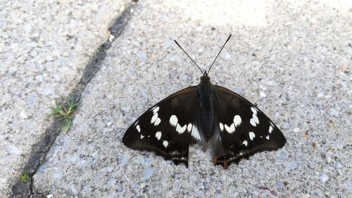 High angle view of butterfly