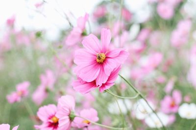 Close-up of pink flowers blooming outdoors