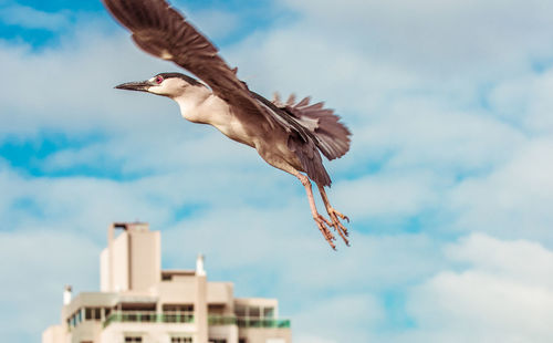 Low angle view of bird flying against sky