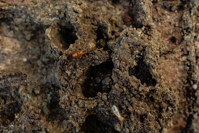 Close-up of insect on tree trunk