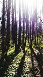 Trees in forest