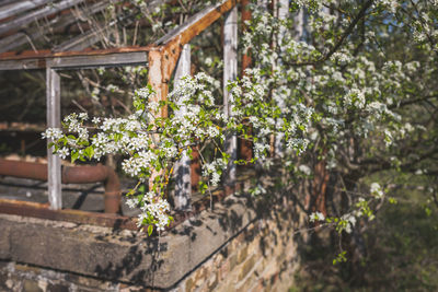 Close-up of flowering plants on land