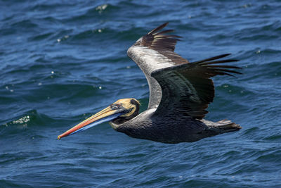 Bird flying over sea