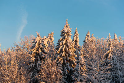 Low angle view of plants against sky during winter