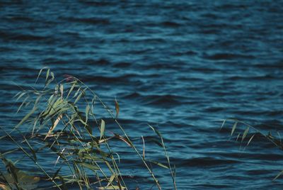 Close-up of plant in sea