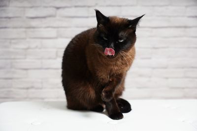 Cat sitting on wall