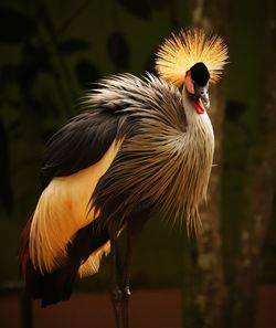 Close-up of grey crowned crane during sunset