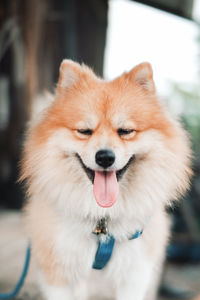 Close-up of dog looking away