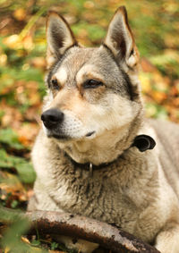 Close-up of dog looking away