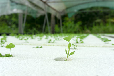 Close-up of small plant growing in greenhouse