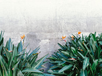 High angle view of flowering plants against wall