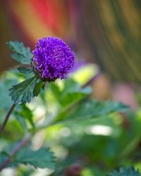 Close-up of purple flower blooming outdoors