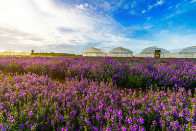 Purple flowering plants on field against sky