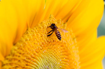 Close-up of bee pollinating on yellow flower