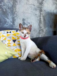 Portrait of cat sitting on sofa at home