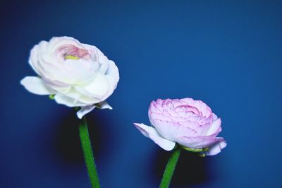 Close-up of ranunculus flowers against blue background