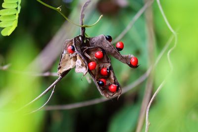 Close-up of abrus precatorius