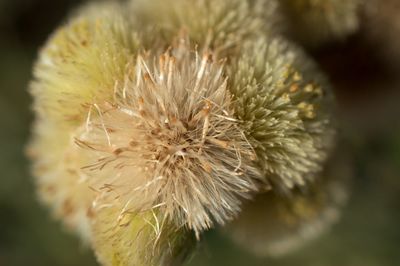 Close-up of dandelion