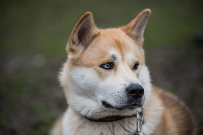 Close-up of japanese akita licking nose