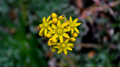 Close-up of yellow flowering plant