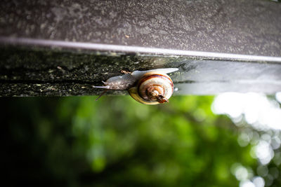 Close-up of snail on wet road during rainy season