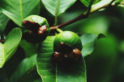 Close-up of fruits on tree