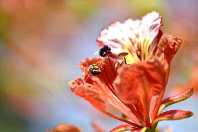 Close-up of bee pollinating on flower