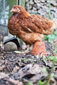 Close-up of a bird on field