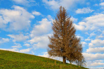 Low angle view of tree on field against sky