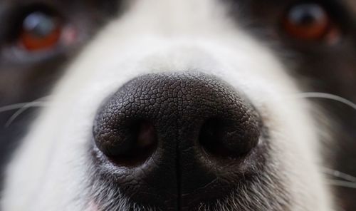 Close-up of dog
