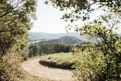 Scenic view of forest against clear sky