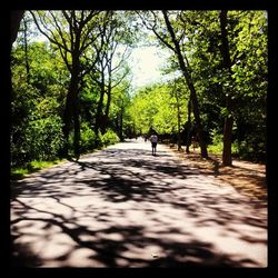 Road passing through forest